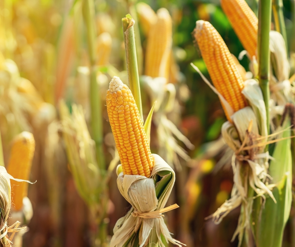 Rows of corn stalks with the ripened cob exposed