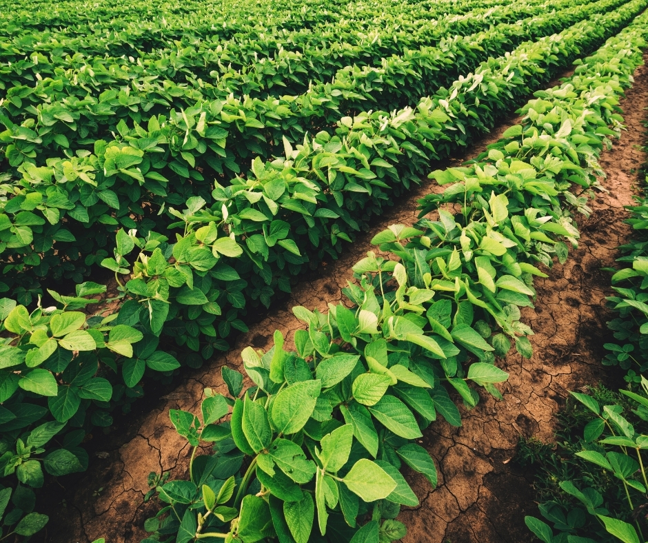 Rows of lush, green soybean plants