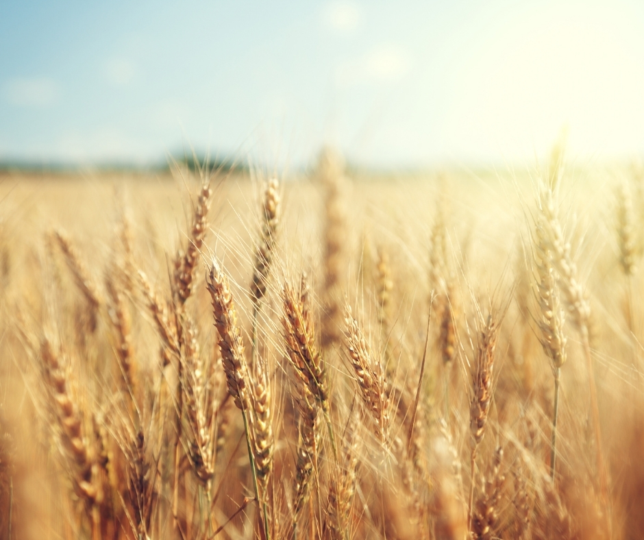 Wheat field on a sunny day